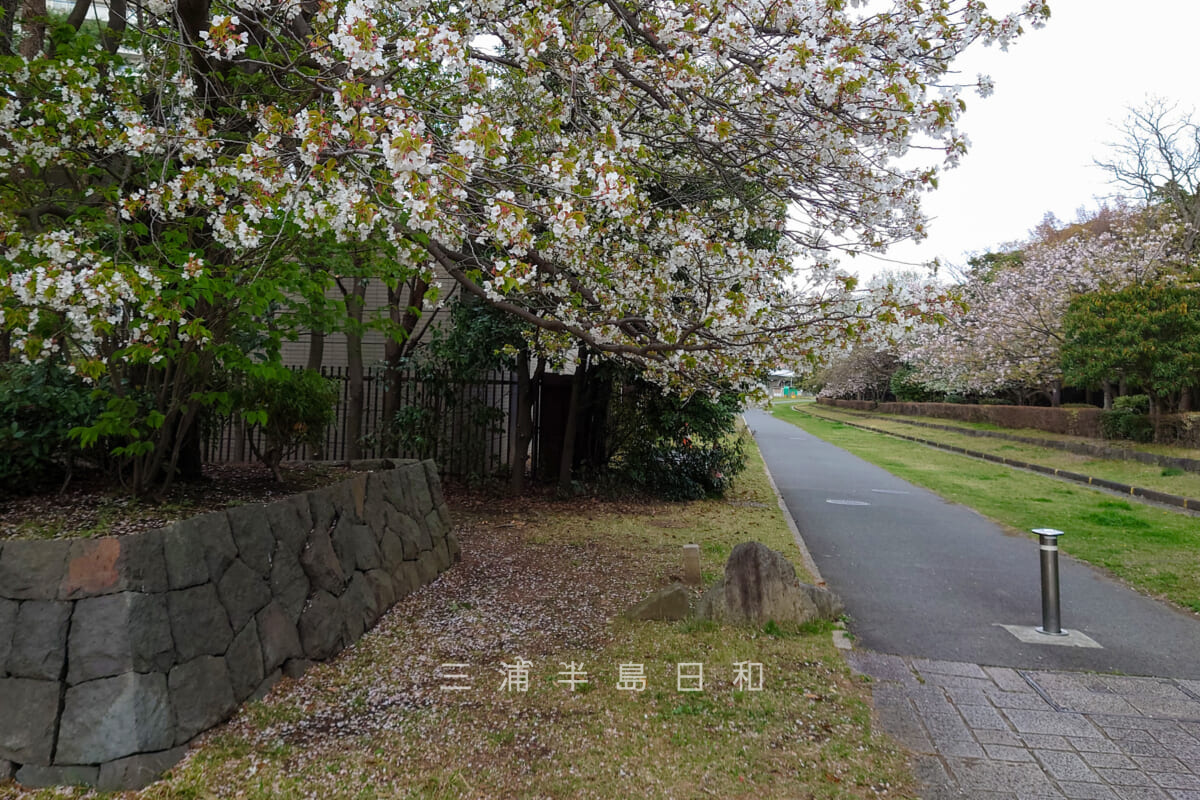 海の公園・園路沿いの桜-1（撮影日：2023.03.29）