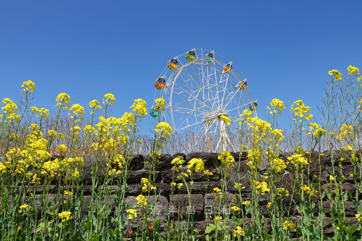 長井海の手公園 ソレイユの丘・園路沿いの菜の花（撮影日：2023.04.10）