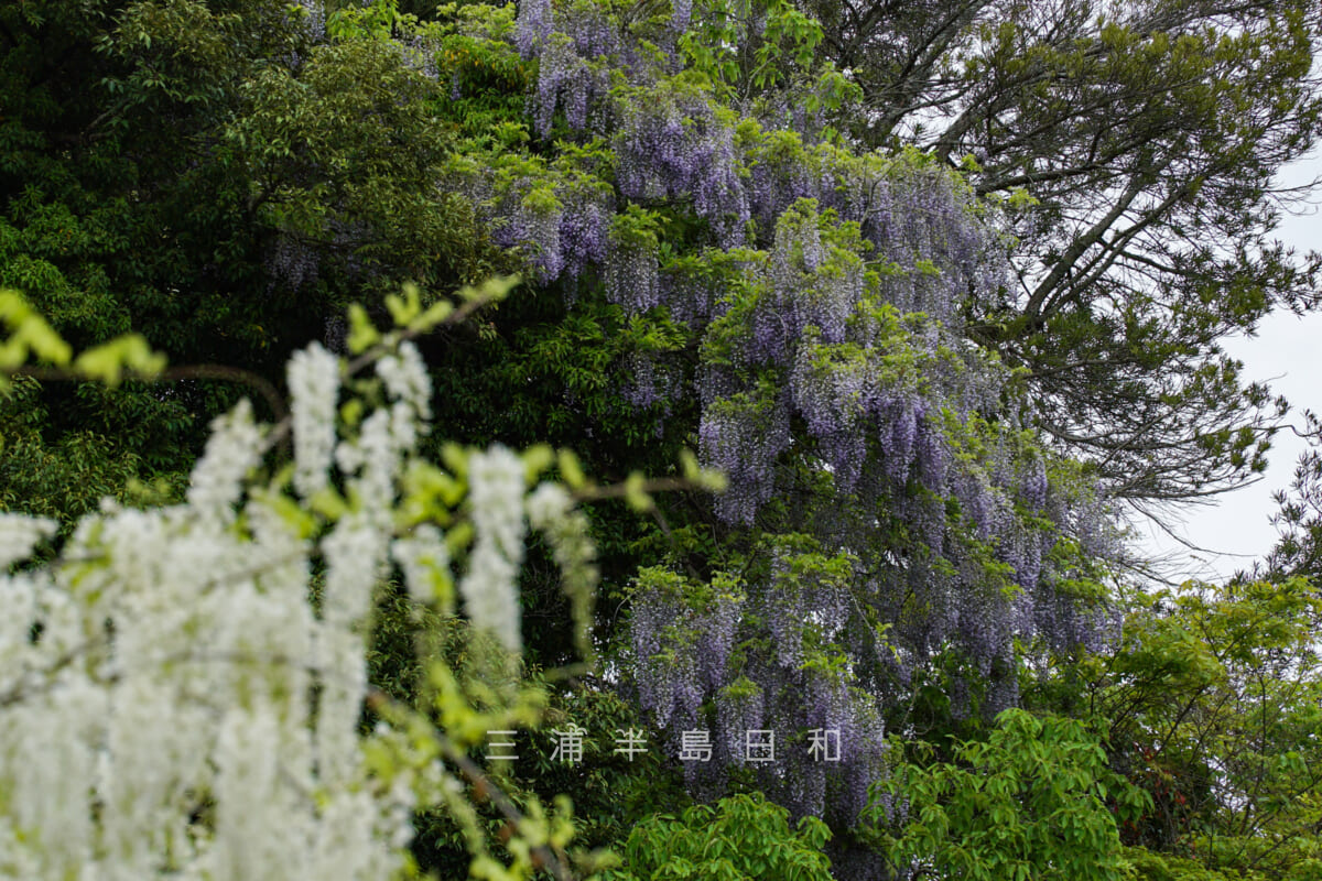 英勝寺・書院の白藤の上空に咲く紫色のふじ（撮影日：2023.04.24）