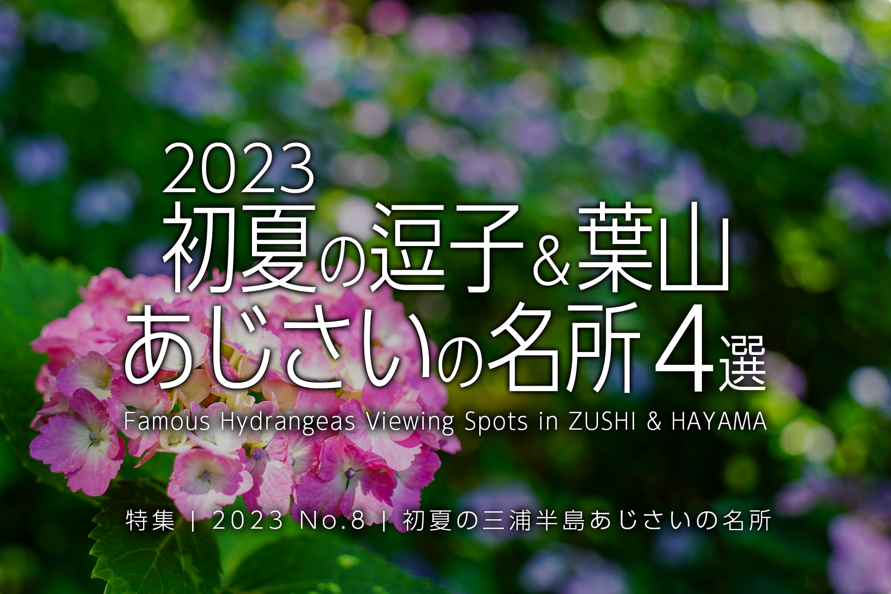 【2023 No.8】特集 | 逗子＆葉山あじさいの名所
