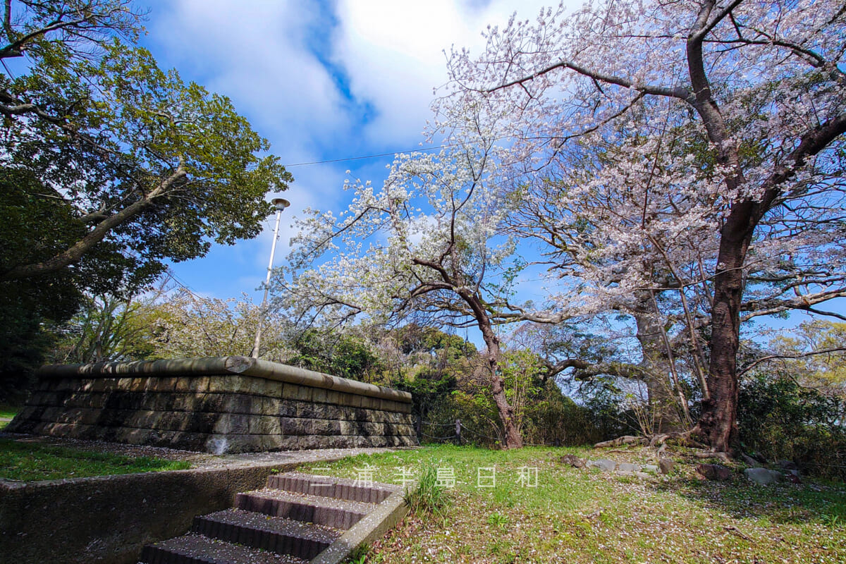 諏訪公園・台座付近の桜（撮影日：2023.03.30）
