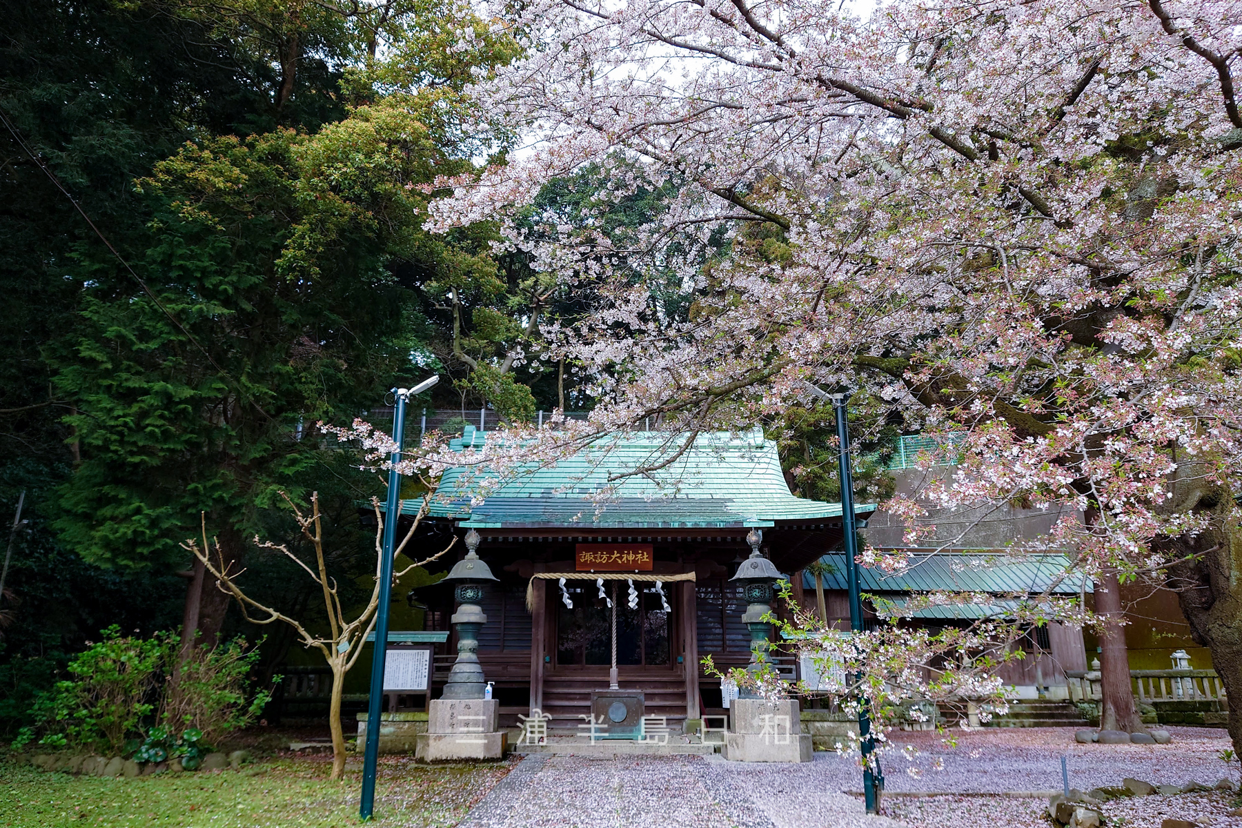 諏訪大神社・本殿と桜（撮影日：2023.03.30）