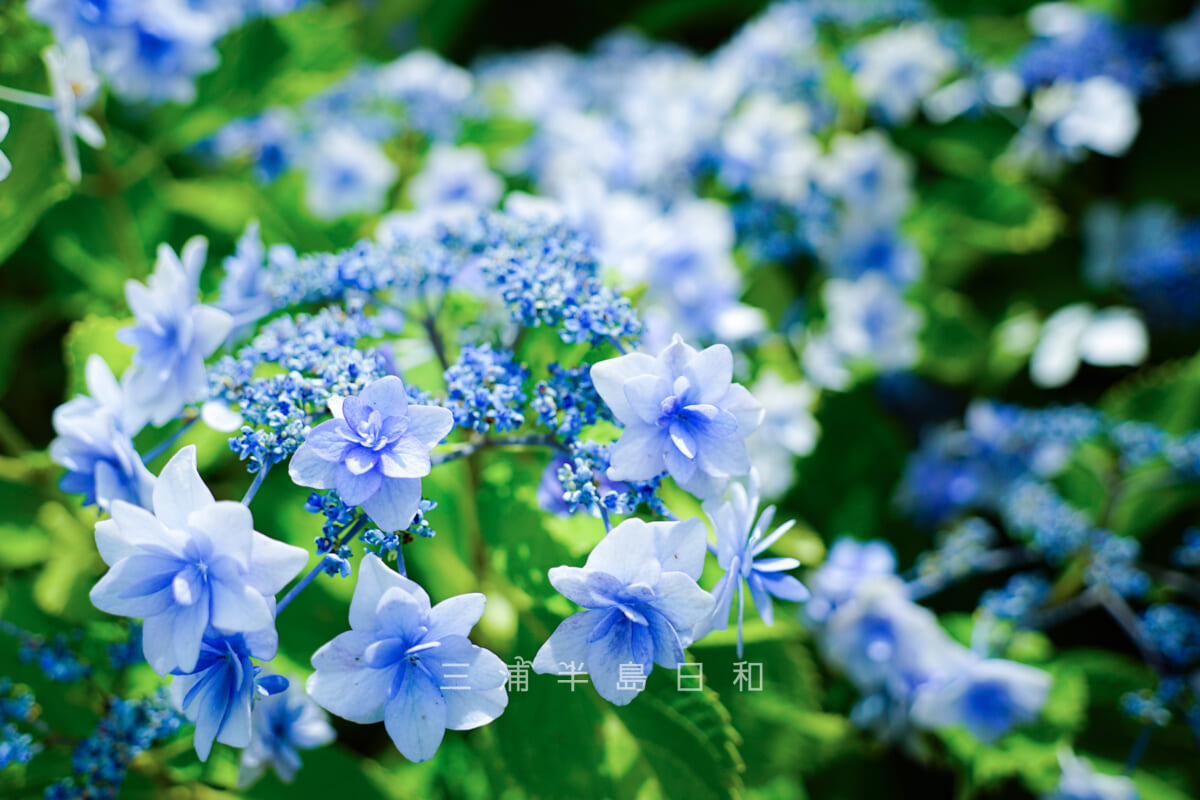 横浜八景島シーパラダイス・八景島オリジナルの紫陽花「八景ブルー」（撮影日：2021.06.11）