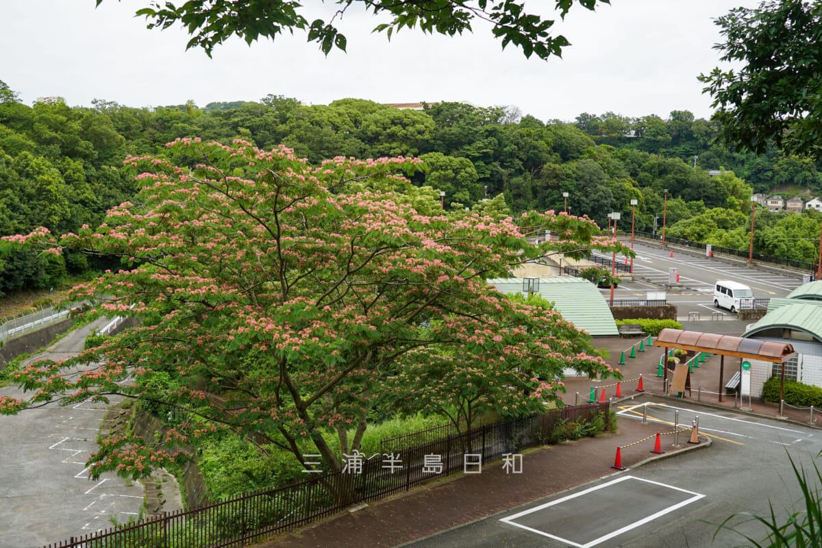 金沢自然公園＆金沢動物園・正面口駐車場近くに咲くネムノキ（撮影日：2023.06.21）