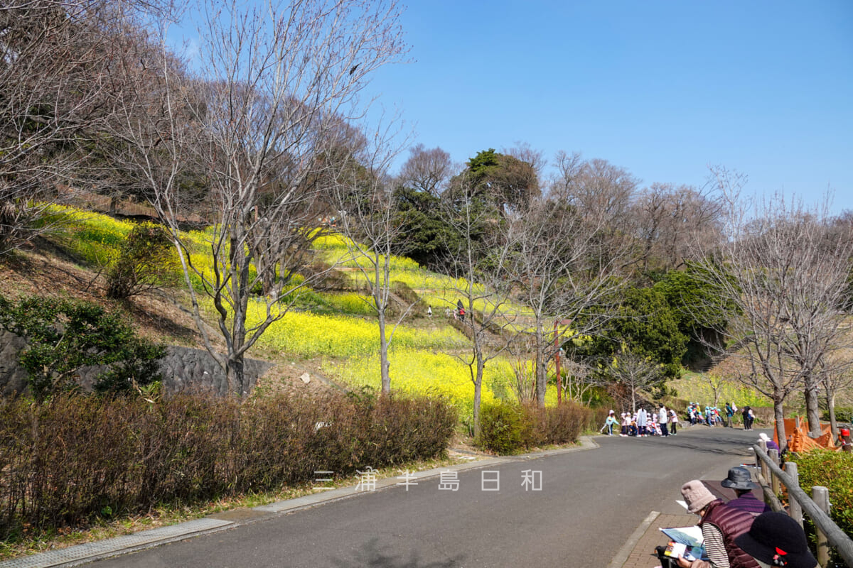 金沢自然公園・子ども広場上の菜の花畑（撮影日：2023.03.07）