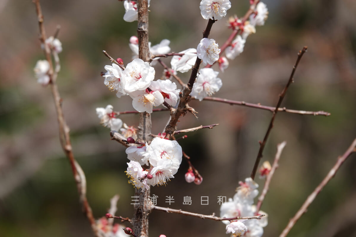 金沢自然公園・うきうき林（梅林）の梅（アップ）（撮影日：2023.03.07）