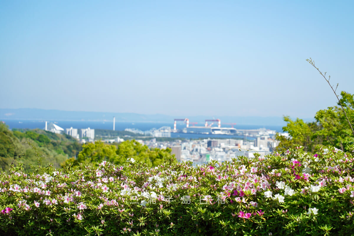 金沢自然公園・なのはな館前のツツジ（撮影日：2023.04.10）