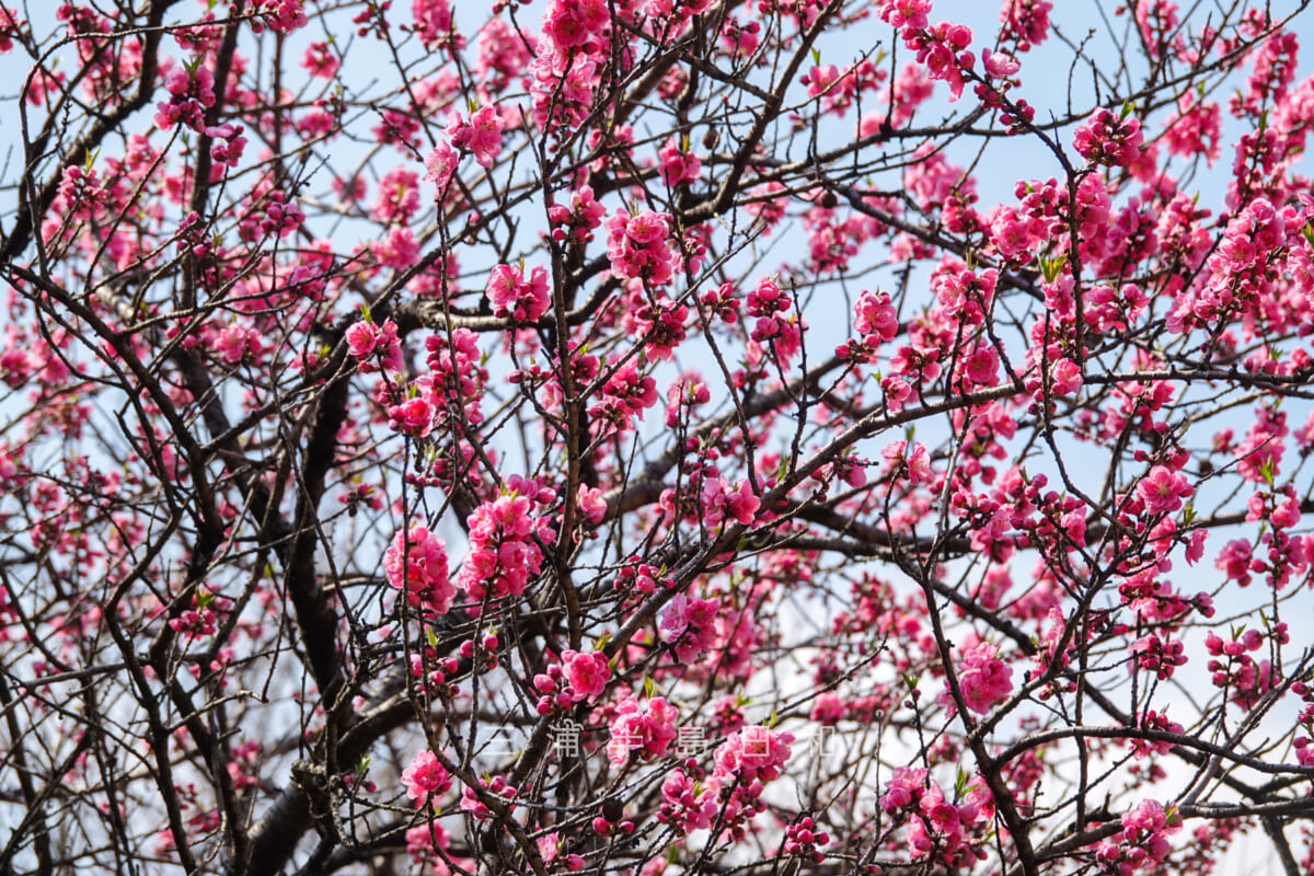 金沢自然公園・のんびり野原に咲くハナモモ（撮影日：2023.03.07）