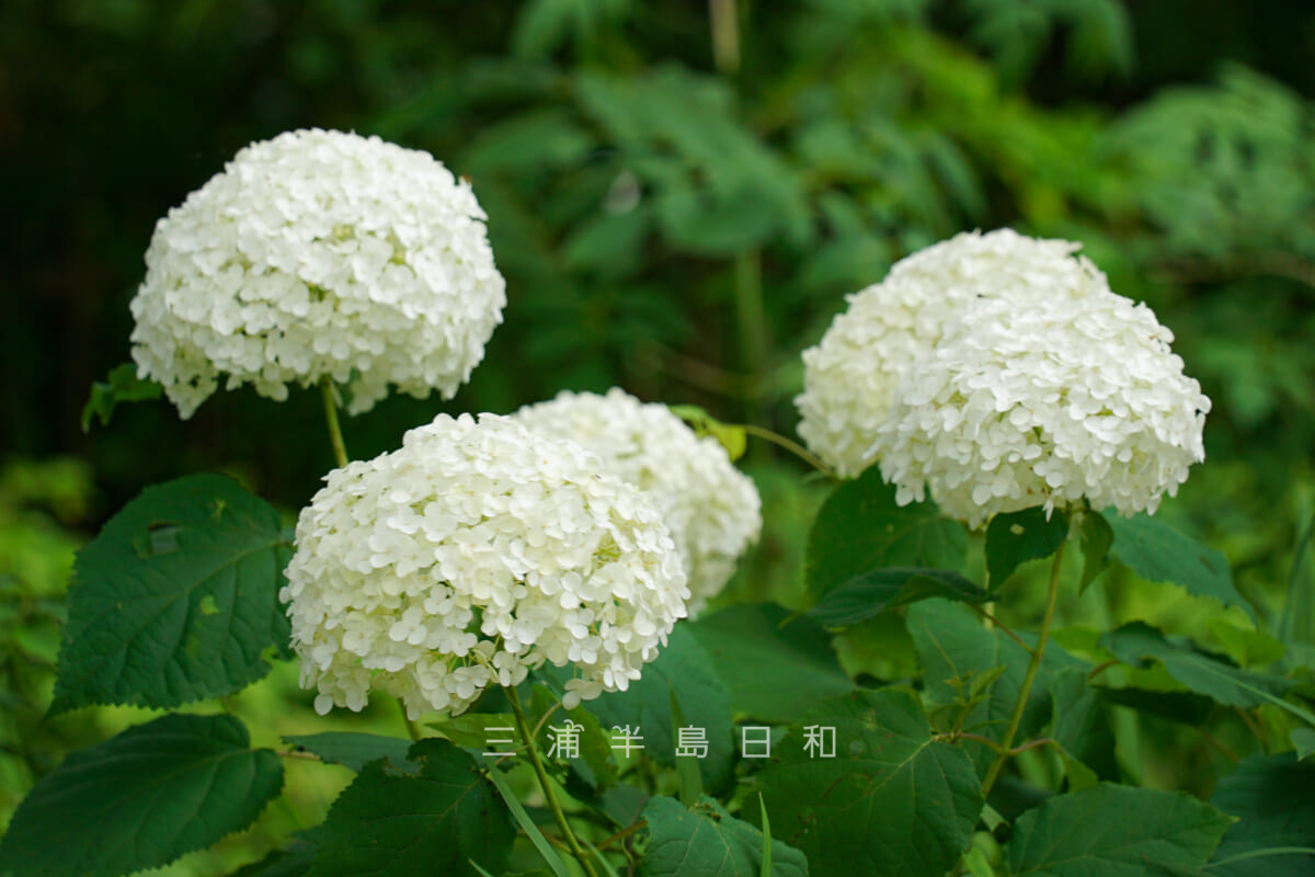 金沢自然公園・ののはな館前の広場で咲くアジサイ（撮影日：2023.06.21）