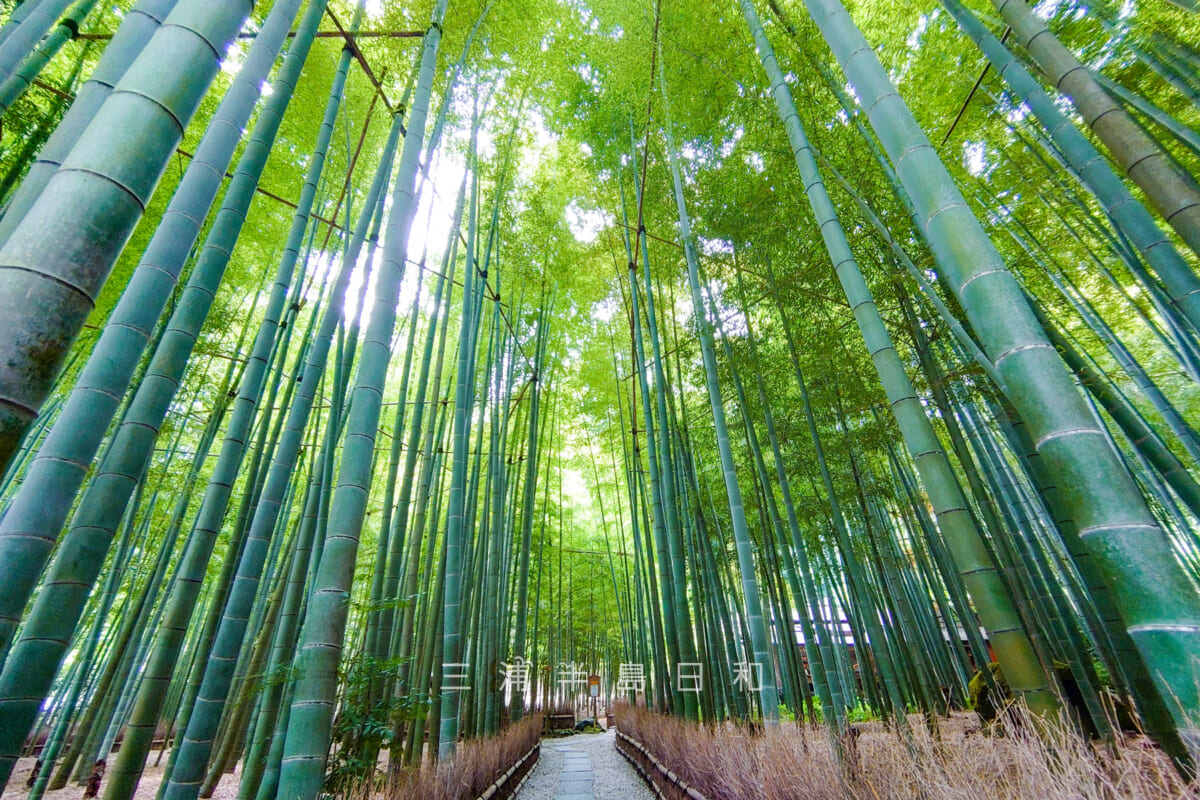 報国寺・竹の庭（撮影日：2023.06.27）