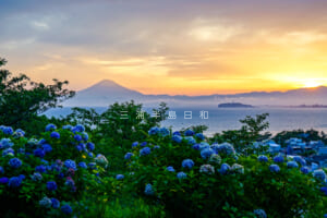 あじさい公園・夕日とあじさいの競演（撮影日：2023.07.02）