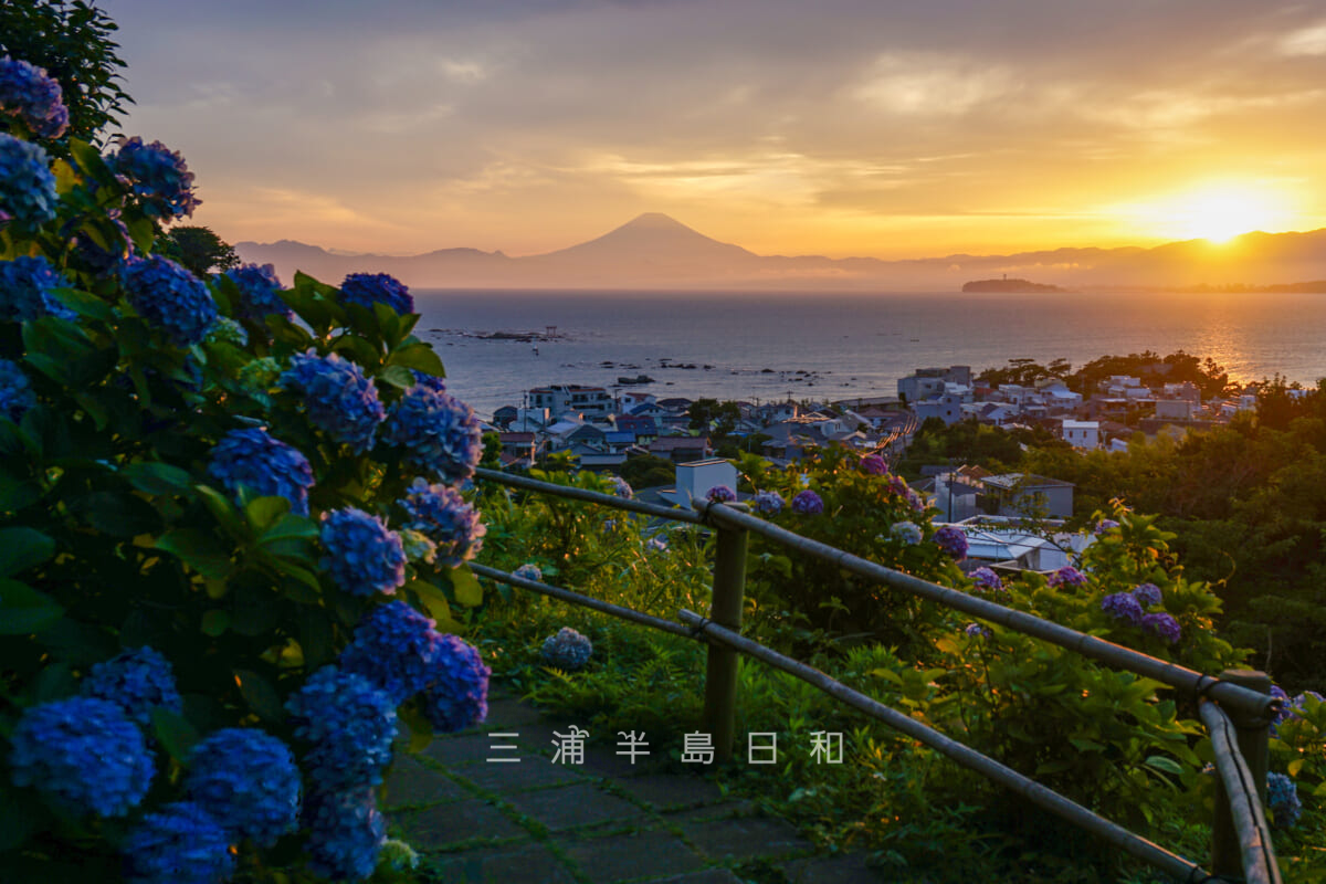 あじさい公園・夕日と富士山とあじさいの競演（撮影日：2023.07.02）