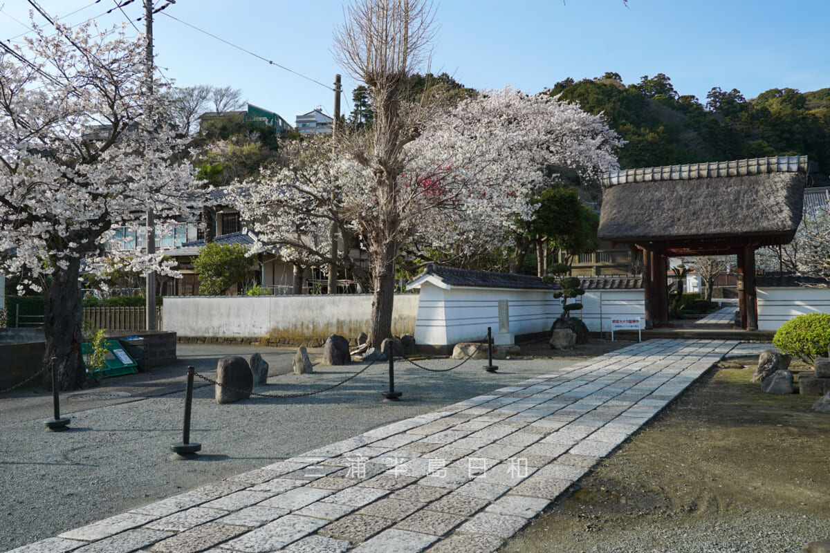 海宝院・山門（四脚門）前の参道に咲く桜（撮影日：2023.03.30）