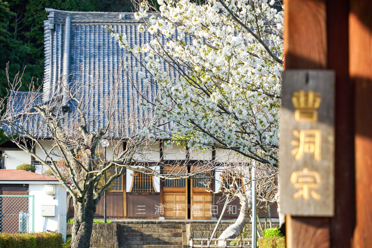 海宝院・本堂前の桜(撮影日:2023.03.30)