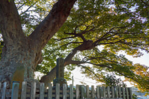 六代御前の墓・六代山不動院