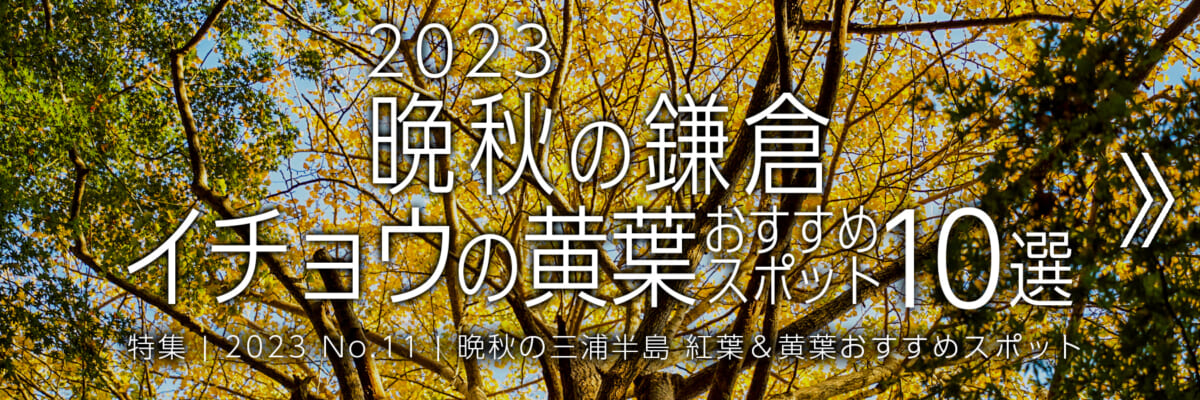 【2023 No.11】特集 | 晩秋の鎌倉・イチョウの黄葉