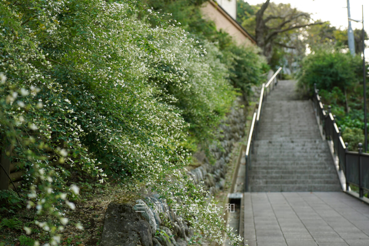 成就院・参道沿いで咲く萩の花（撮影日：2023.10.03）