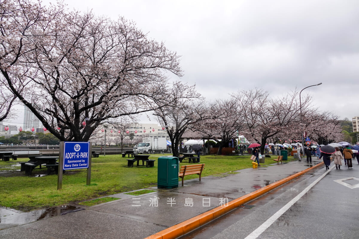 米海軍横須賀基地・コサノパーク（Kosano Park）桜並木（撮影日：2023.03.25）