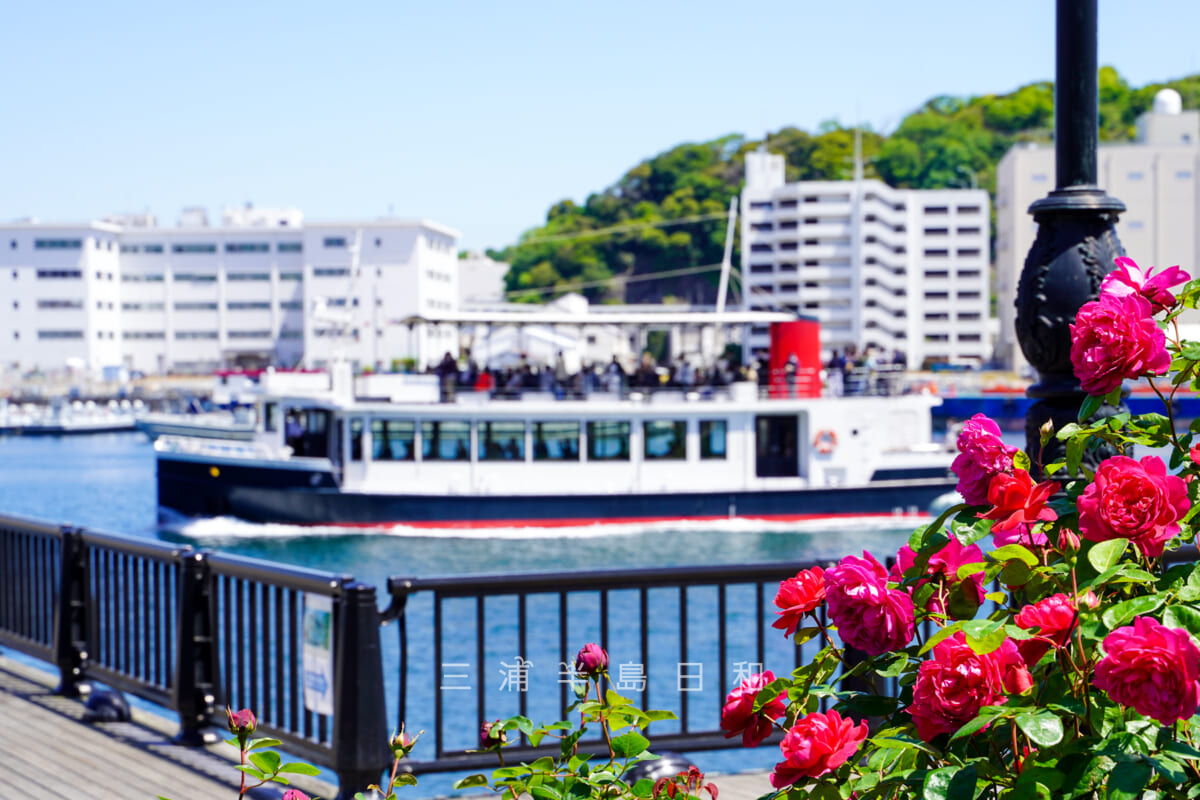 YOKOSUKA軍港めぐり・ヴェルニー公園のバラと「シーフレンド7」（撮影日：2023.04.27）