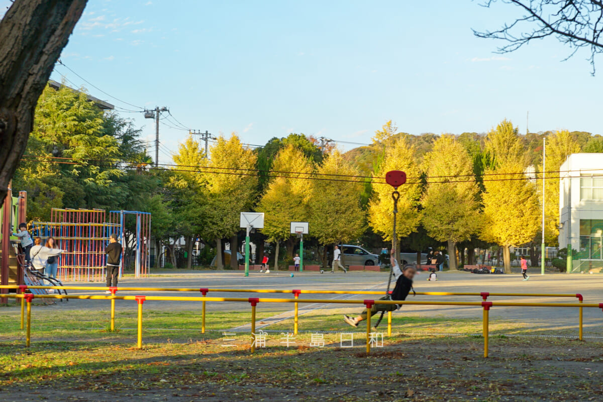 明浜小学校校庭北側のイチョウ並木（撮影日：2023.11.23）