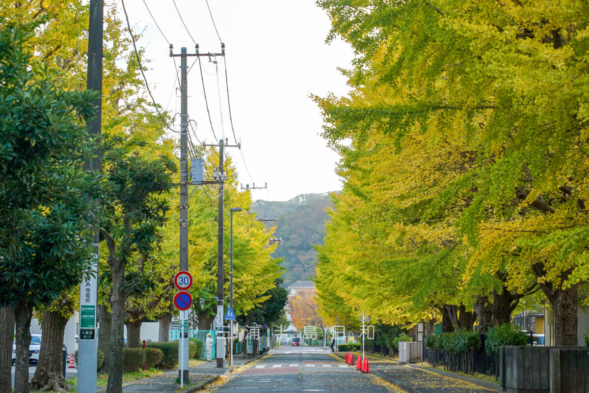 久里浜小学校と横須賀総合高校の間のイチョウ並木（撮影日：2023.11.23）