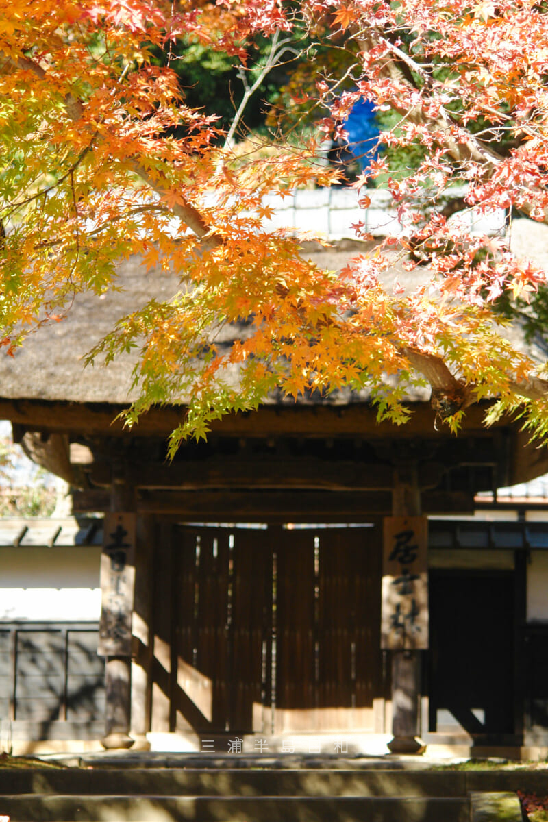円覚寺・居士林の紅葉（撮影日：2008.11.22）