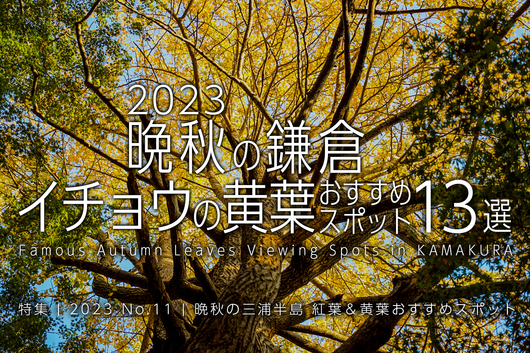 【2023 No.11】特集 | 晩秋の鎌倉・イチョウの黄葉