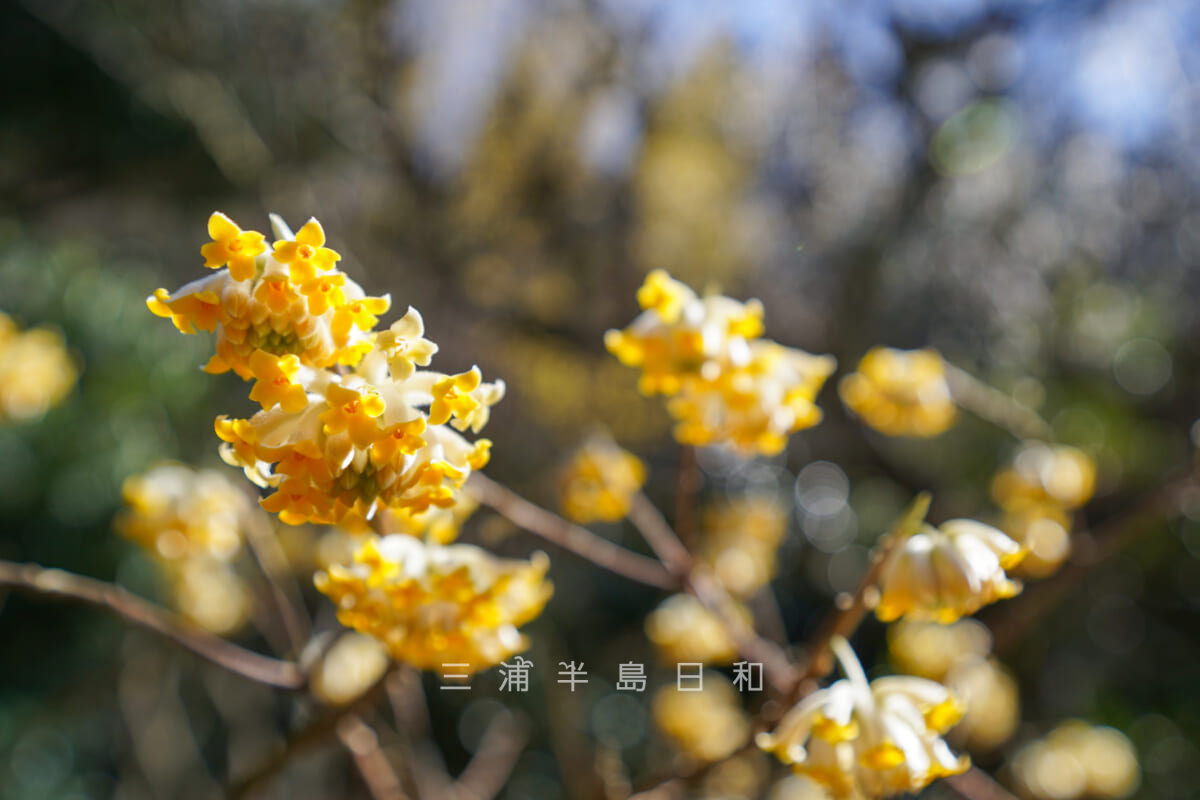 円覚寺・黄梅院境内に咲くロウバイ（アップ）（撮影日：2020.03.06）