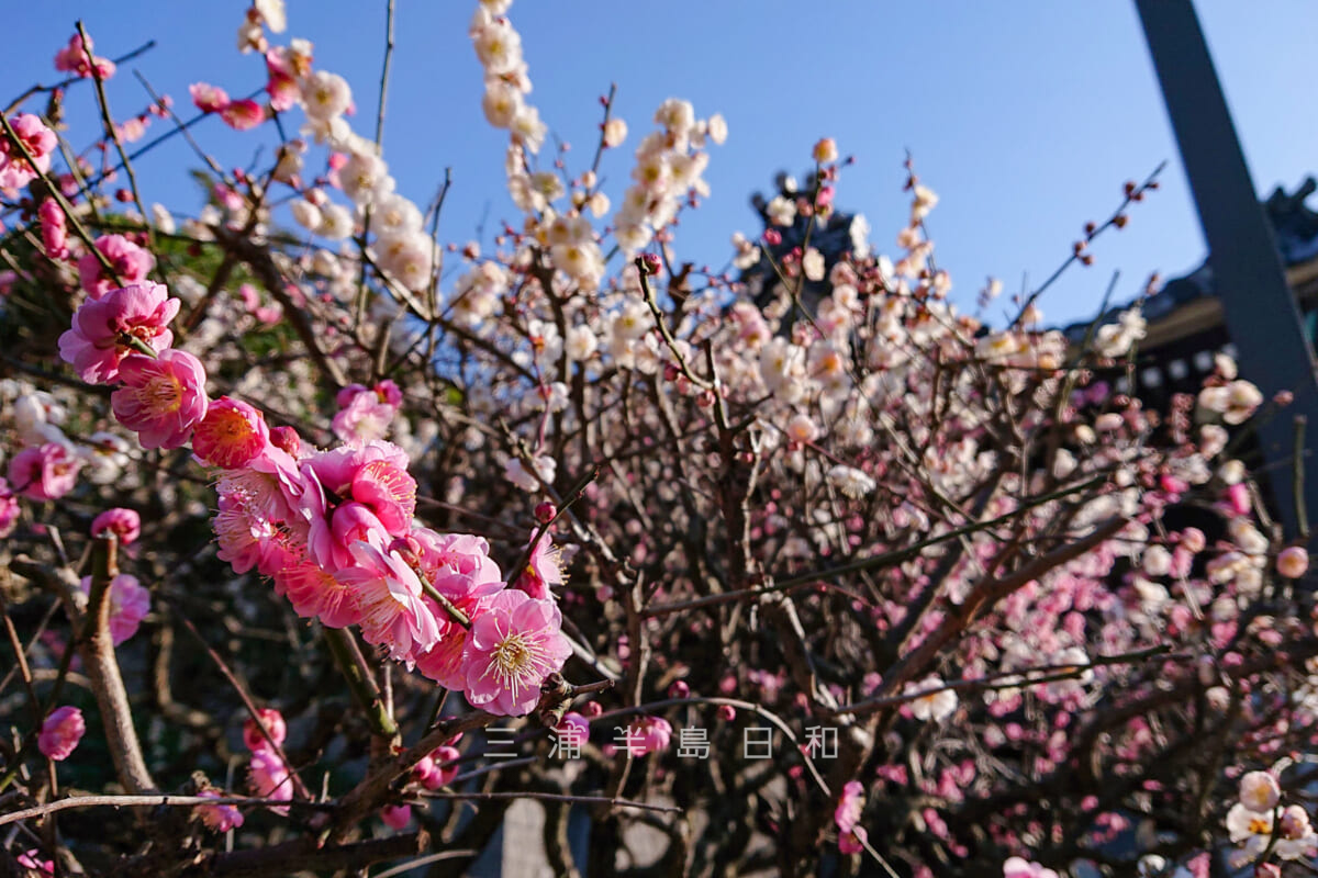 良長院・鐘楼横に咲く紅白咲き分け梅（撮影日：2021.02.20）