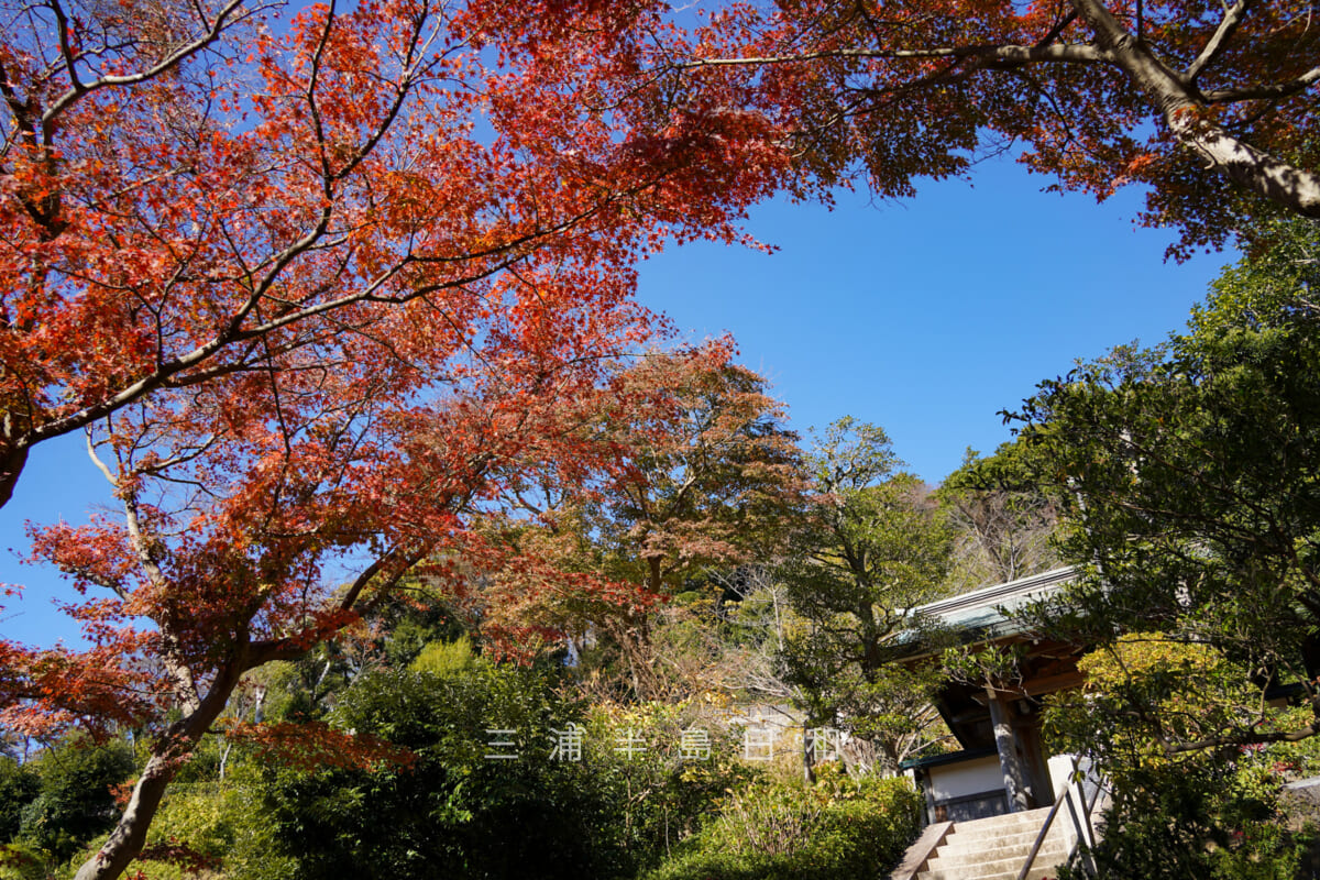 円覚寺・寿徳庵の山門前の紅葉（撮影日：2023.12.08）