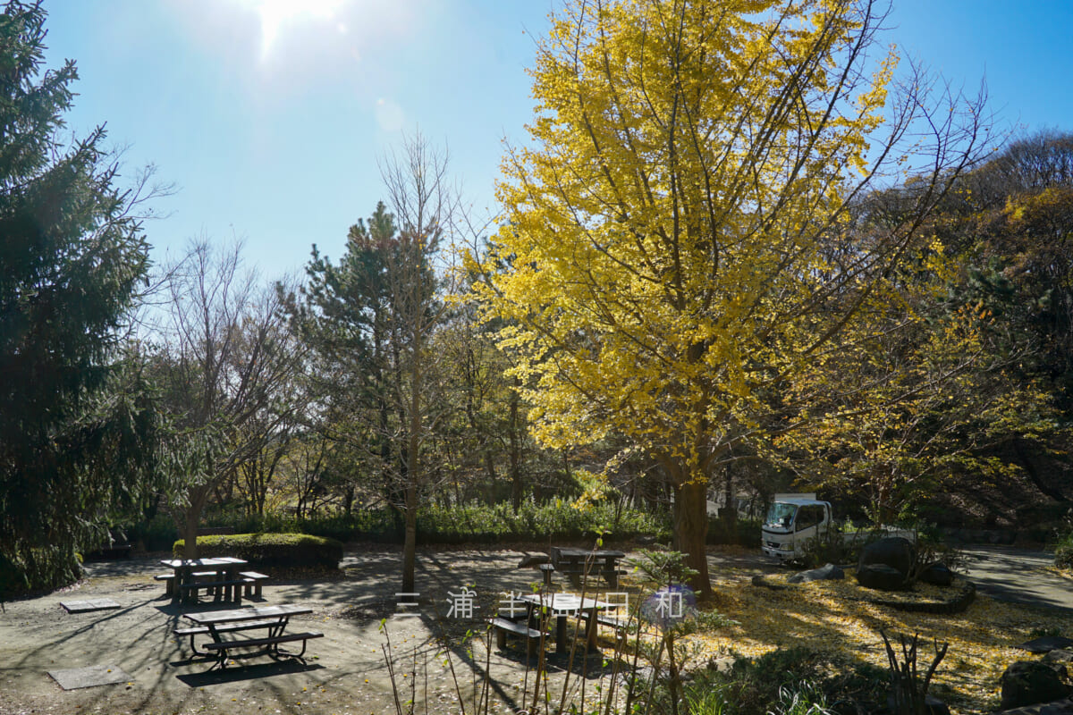 金沢自然公園・バーベキュー広場のイチョウの黄葉（撮影日：2023.12.04）