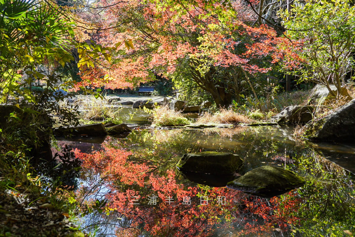 金沢自然公園・みずの谷の逆さ紅葉（撮影日：2023.12.04）
