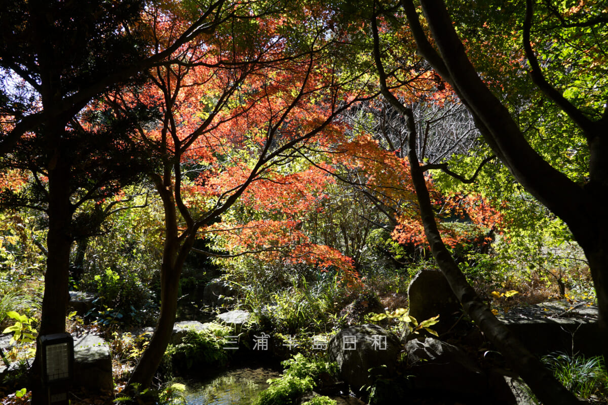 金沢自然公園・みずの谷の日本庭園の紅葉（撮影日：2023.12.04）