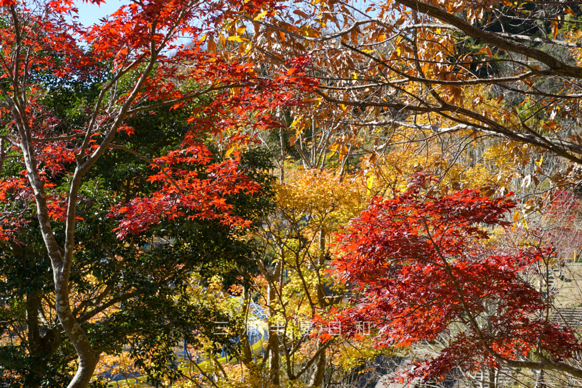 金沢自然公園・こども広場のモミジの紅葉（撮影日：2023.12.04）