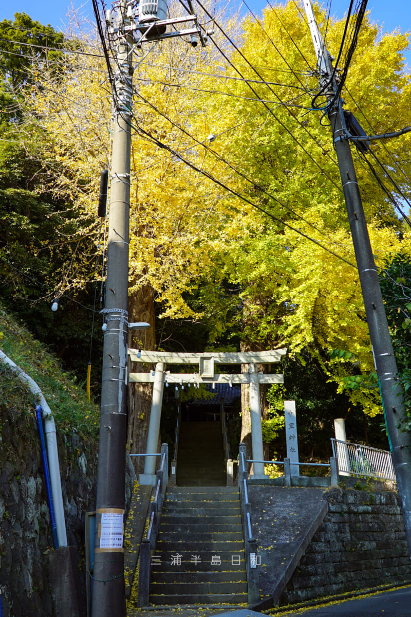 中里神社・晩秋の境内の大銀杏（撮影日：2022.12.22）