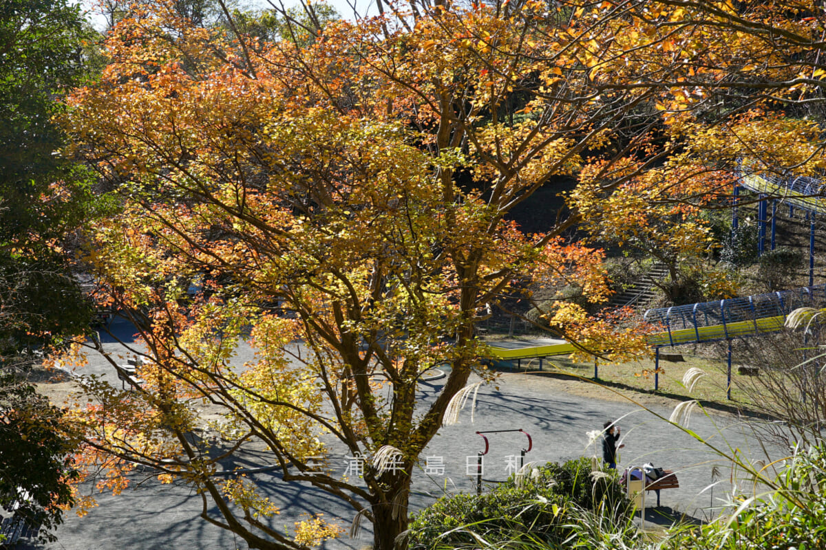金沢自然公園・こども広場のトウカエデの紅葉（撮影日：2023.12.04）