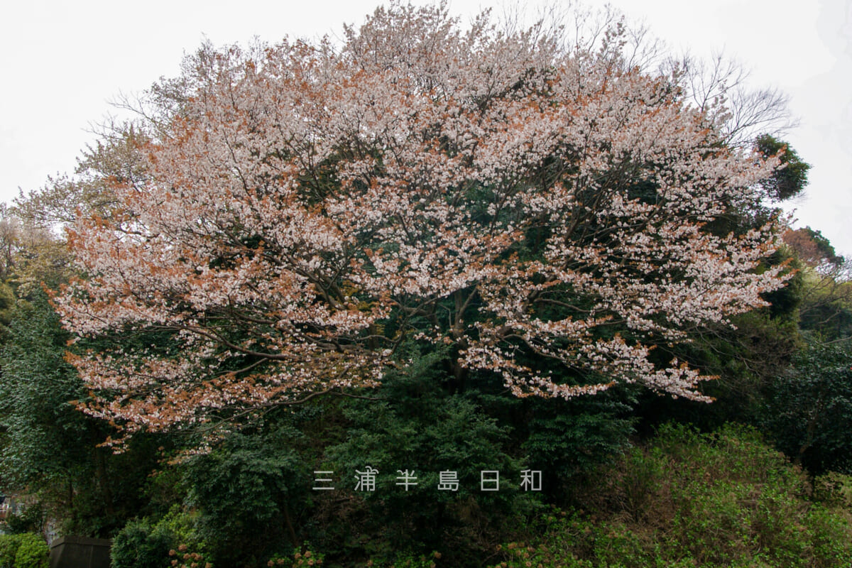 良長院・裏山の桜（撮影日：2009.04.05）