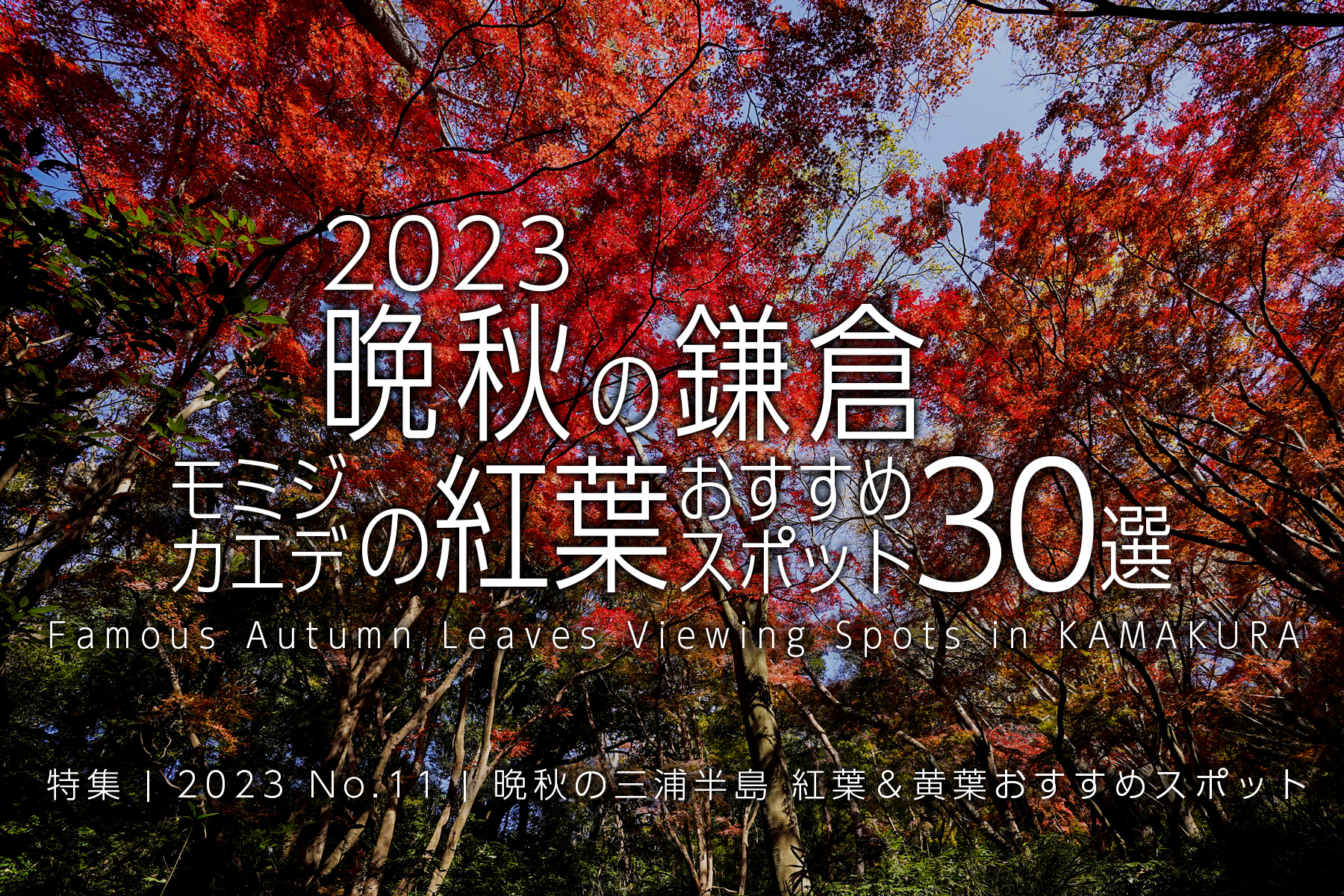 【2023 No.11】特集 | 晩秋の鎌倉・モミジ＆カエデの紅葉