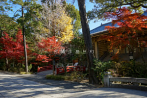 鶴岡八幡宮の紅葉