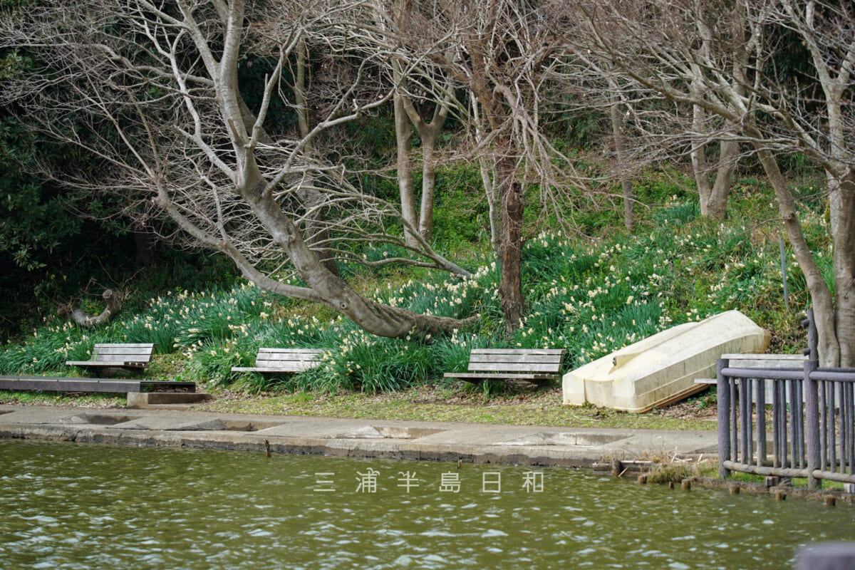 小松ヶ池公園・池のほとりで咲く水仙（撮影日：2024.01.23）
