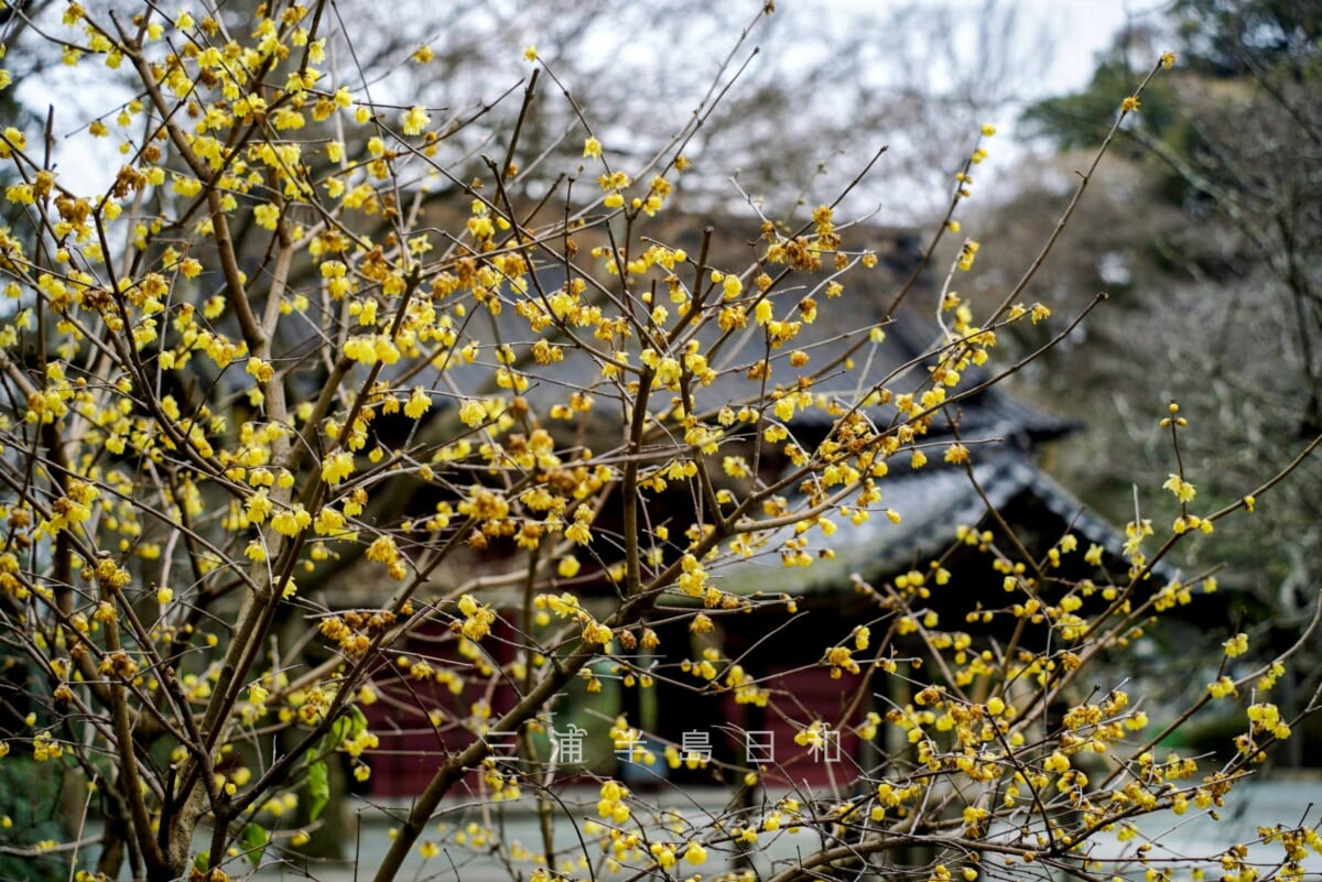 妙本寺・祖師堂横で咲くロウバイ（撮影日：2022.01.23）