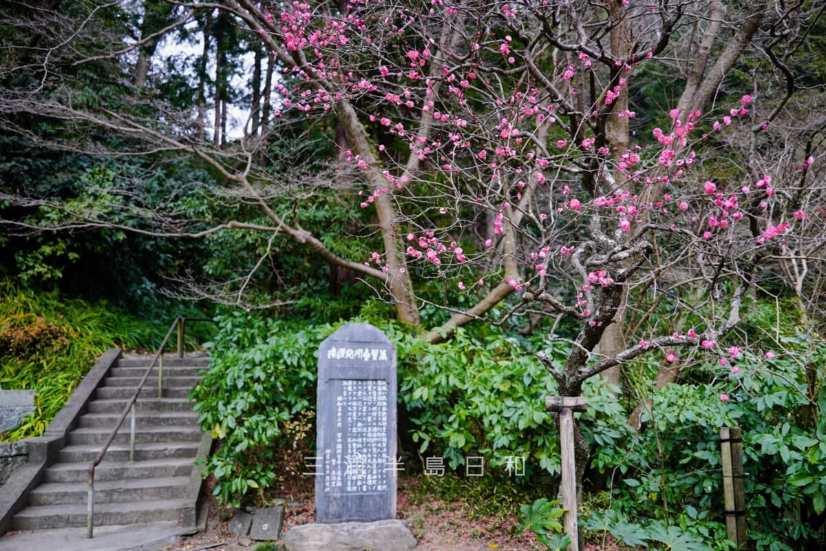 妙本寺・祖師堂横で咲く紅梅（撮影日：2022.01.23）