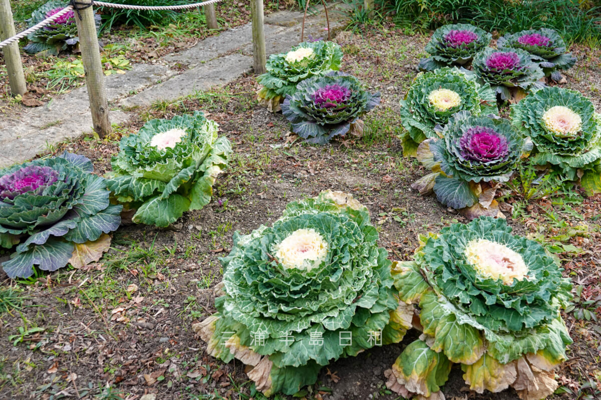 常栄寺(ぼたもち寺)・ハボタン(撮影日:2024.01.11)