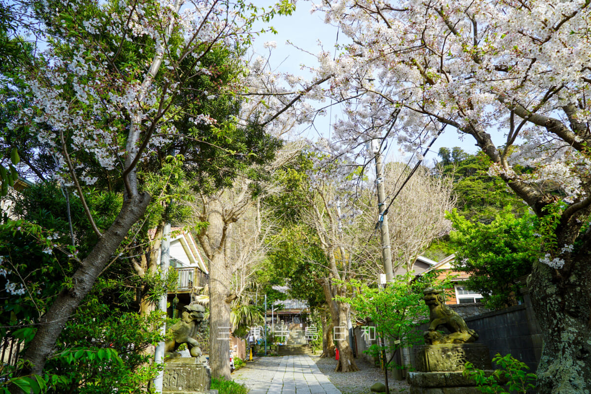五所神社・参道の桜並木（古い方の狛犬付近）（撮影日：2018.04.01）