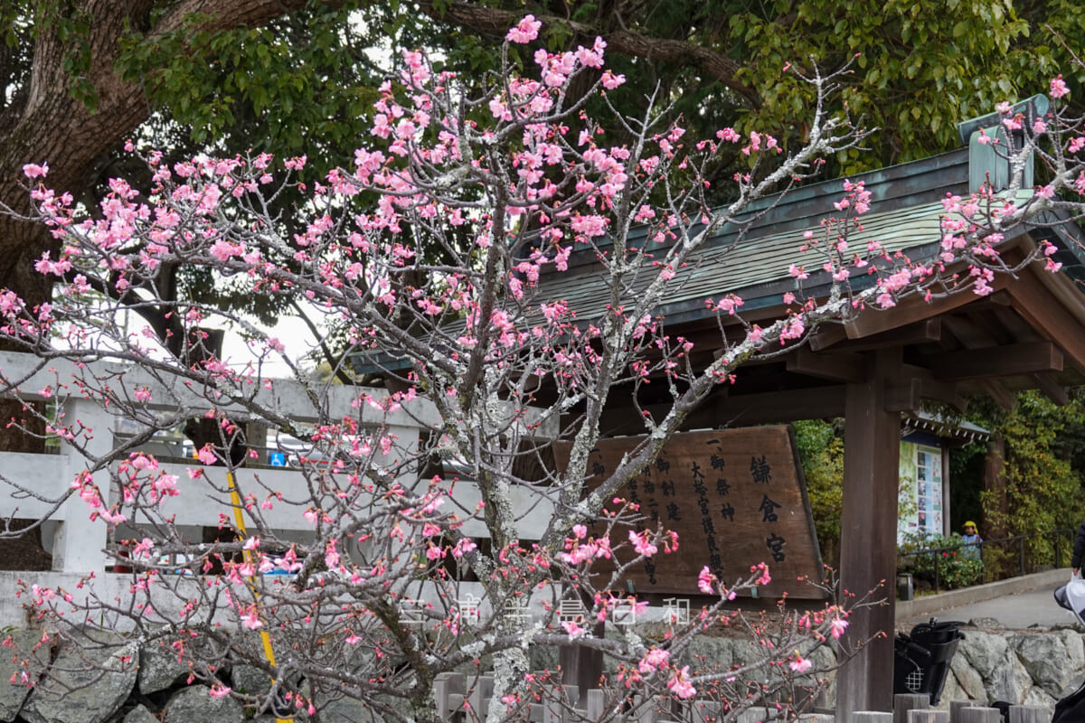 鎌倉宮（大塔宮）・鳥居前の初春桜（河津桜）（撮影日：2024.01.11）