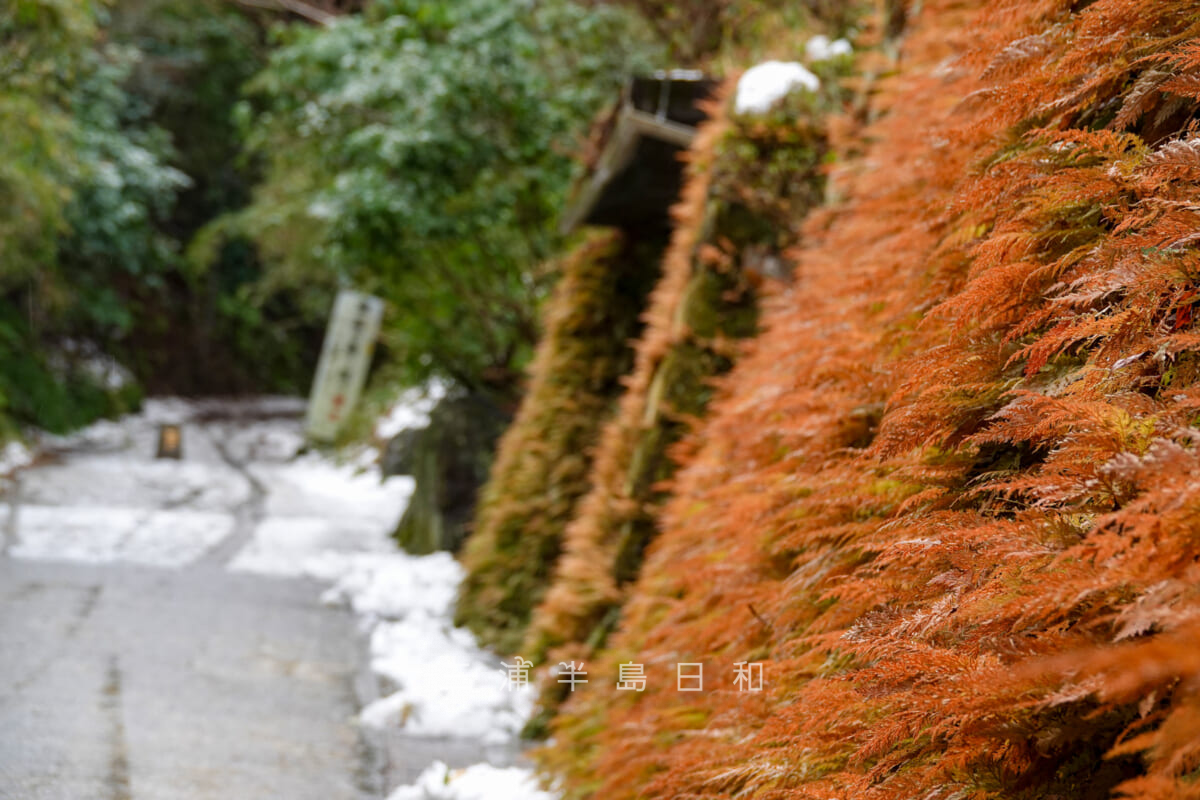 亀ヶ谷坂・降雪翌日の北鎌倉側（山ノ内）の草紅葉（撮影日：2024.02.06）
