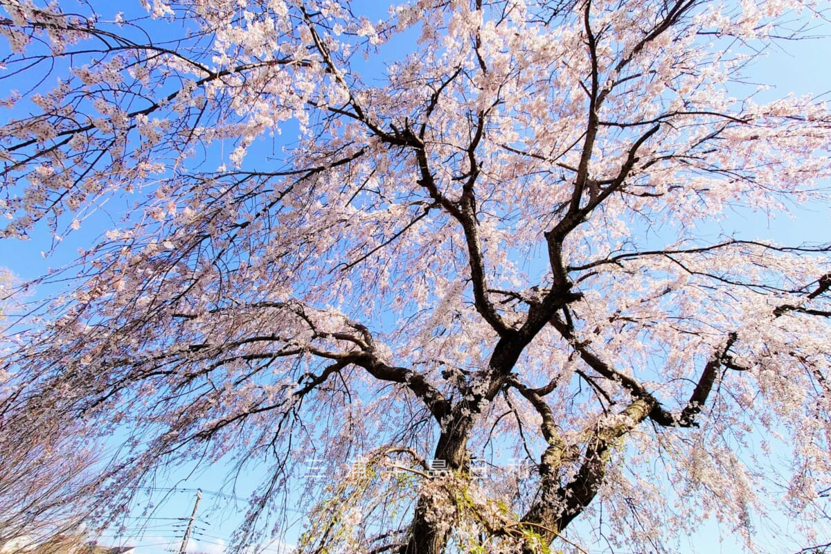 称名寺（野比）の枝垂れ桜（撮影日：2023.03.20）