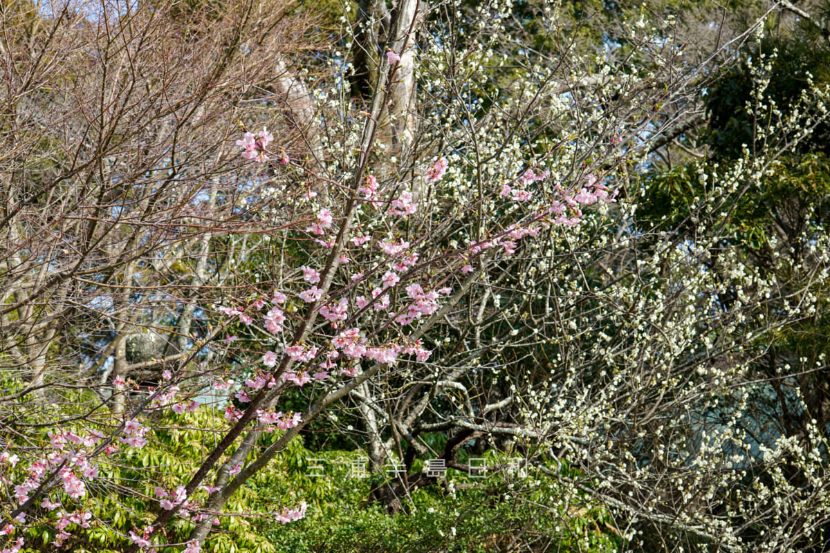 鎌倉宮（大塔宮）・如月桜（河津桜）と白梅（撮影日：2024.02.20）