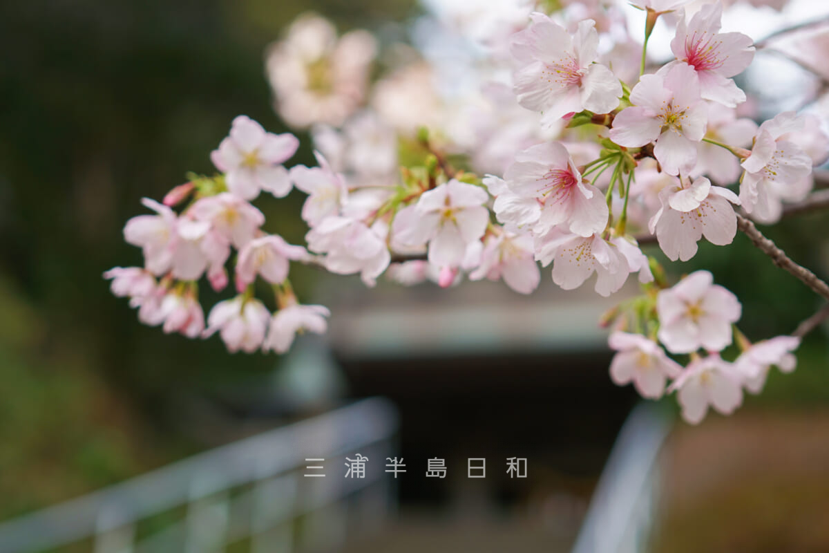 甘縄神明神社・拝殿下の玉縄桜（アップ）（撮影日：2024.02.20）