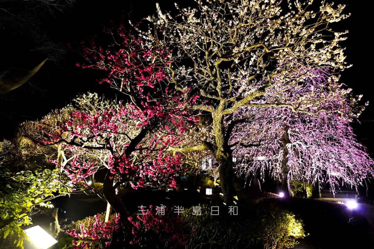 長谷寺「梅まつり」・ライトアップされた放生池周辺の梅（撮影日：2024.02.16）